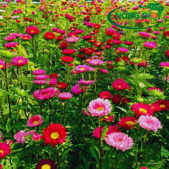 Hoa cúc đà lạt nhiều màu mang theo nhiều ý nghĩa và tượng trưng khác nhau, tùy thuộc vào màu sắc cụ thể của từng loại cúc.