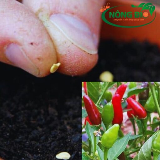 Hạt giống ớt chỉ thiên có đặc điểm ưu trội là chịu nhiệt tốt, kháng bệnh tốt và mang lại năng suất cao cho người tiêu dùng.
