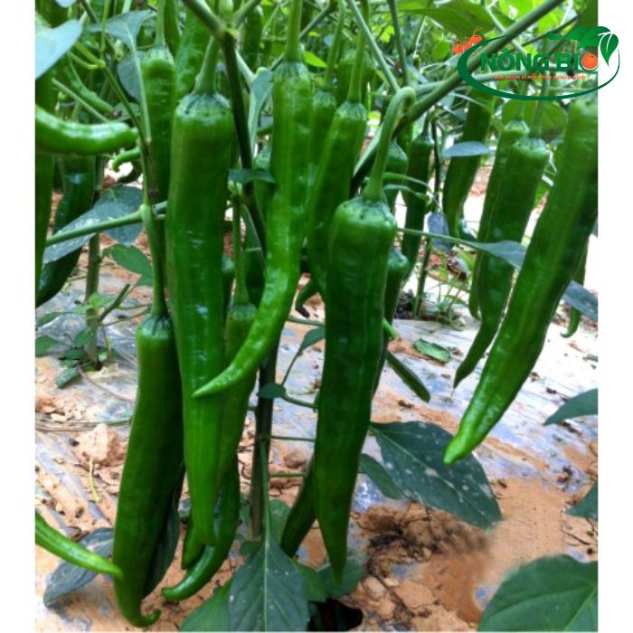 Ớt xanh Hàn Quốc thường có đặc điểm về hình dáng, màu sắc và hương vị độc đáo. Với ưu điểm phát triển mạnh, có khả năng thích ứng tốt với môi trường khắc nghiệt và khí hậu biến động. Ngoài ra, chúng cũng thích hợp để gieo trồng từ vùng nhiệt đới đến ôn đới.