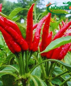 Hạt giống ớt chỉ thiên có đặc điểm ưu trội là chịu nhiệt tốt, kháng bệnh tốt và mang lại năng suất cao cho người tiêu dùng.