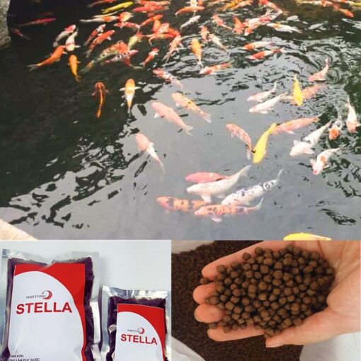 Cám Stella S3 có hàm lượng protein dễ tiêu hóa cao và cung cấp axit amin thiết yếu phù hợp với chế độ ăn của các loại cá ăn tạp, hỗ trợ cho quá trình tăng trưởng nhanh chóng của cá cảnh.