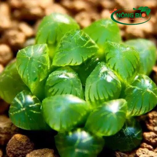 Hạt giống Sen Đá Kim Cương, hay Haworthia theo tên khoa học, là một loại cây nhỏ mang đến vẻ đẹp độc đáo và tinh tế khi trưởng thành. Với hình dáng thanh mảnh, cây không có thân mà lá mọng nước được xếp gọn thành hoa thị, Sen Đá Kim Cương là biểu tượng của sự tinh tế và duyên dáng.
