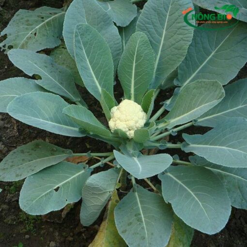 Hạt giống súp lơ trắng không chỉ là một loại giống cây dễ trồng mà còn là một nguồn dinh dưỡng quý giá mà ít người biết đến. Với tên khoa học Brassica oleracea, loại cây này đã từ lâu trở thành một phần quen thuộc trong ẩm thực Việt Nam.