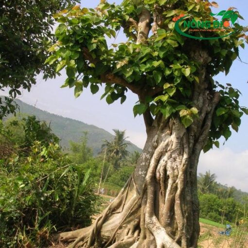 Hạt giống của cây bồ đề thường có hình dạng tròn hoặc hình elip, với màu sắc thường là màu nâu đậm hoặc đen. Có khả năng sinh trưởng mạnh nên thường dùng để làm giống trồng.