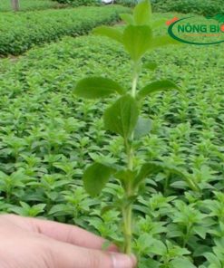 Hạt Giống Cây Cỏ Ngọt Nông Bio được tuyển chọn từ những cây cỏ ngọt mẹ khỏe mạnh, cho năng suất cao, đảm bảo mang đến cho bạn những cây giống chất lượng tốt nhất. Với Hạt Giống Cây Cỏ Ngọt Nông Bio, bạn có thể dễ dàng tự tay trồng và tận hưởng vị ngọt tự nhiên, an toàn cho sức khỏe ngay tại nhà.