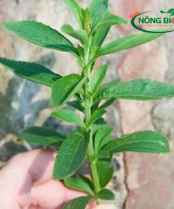 Hạt Giống Cây Cỏ Ngọt Nông Bio được tuyển chọn từ những cây cỏ ngọt mẹ khỏe mạnh, cho năng suất cao, đảm bảo mang đến cho bạn những cây giống chất lượng tốt nhất. Với Hạt Giống Cây Cỏ Ngọt Nông Bio, bạn có thể dễ dàng tự tay trồng và tận hưởng vị ngọt tự nhiên, an toàn cho sức khỏe ngay tại nhà.