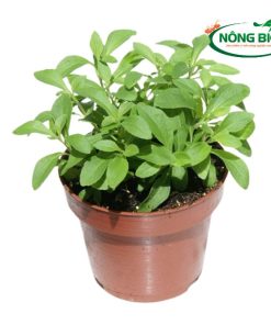 Hạt Giống Cây Cỏ Ngọt Nông Bio được tuyển chọn từ những cây cỏ ngọt mẹ khỏe mạnh, cho năng suất cao, đảm bảo mang đến cho bạn những cây giống chất lượng tốt nhất. Với Hạt Giống Cây Cỏ Ngọt Nông Bio, bạn có thể dễ dàng tự tay trồng và tận hưởng vị ngọt tự nhiên, an toàn cho sức khỏe ngay tại nhà.