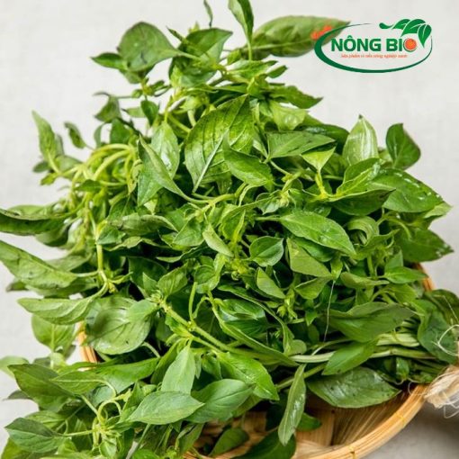 Bạn muốn tự tay trồng và thưởng thức hương vị thơm ngon, thanh mát của lá é ngay tại nhà? Hãy đến với Nông Bio để sở hữu Hạt giống lá é loại 1 - Bí quyết cho khu vườn rau thơm xanh tốt, tràn ngập hương vị.