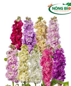 Hạt Giống Hoa Hoàng Anh F1-Nông Bio là sản phẩm được nghiên cứu và sản xuất bởi Nông Bio, thương hiệu uy tín chuyên cung cấp các giống hạt giống chất lượng cao. Hạt giống được tuyển chọn từ những cây mẹ khỏe mạnh, cho năng suất cao và khả năng chống chịu sâu bệnh tốt.