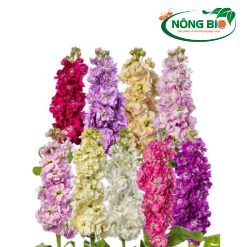 Hạt Giống Hoa Hoàng Anh F1-Nông Bio là sản phẩm được nghiên cứu và sản xuất bởi Nông Bio, thương hiệu uy tín chuyên cung cấp các giống hạt giống chất lượng cao. Hạt giống được tuyển chọn từ những cây mẹ khỏe mạnh, cho năng suất cao và khả năng chống chịu sâu bệnh tốt.