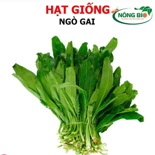 Hạt giống mùi tàu có hình bầu dục nhỏ, màu nâu sẫm, vỏ nhăn nheo. Hạt được thu hoạch từ cây mùi tàu trưởng thành, phơi khô và bảo quản cẩn thận để giữ được tỷ lệ nảy mầm cao.