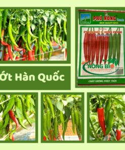 Ớt Hàn Quốc là một loại hạt giống đặc biệt được ưa chuộng bởi vẻ ngoài bắt mắt, hương vị thơm ngon và khả năng thích nghi tốt với nhiều điều kiện khí hậu.