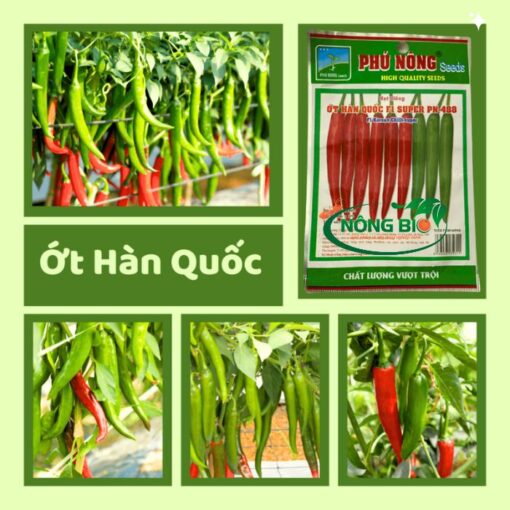 Ớt Hàn Quốc là một loại hạt giống đặc biệt được ưa chuộng bởi vẻ ngoài bắt mắt, hương vị thơm ngon và khả năng thích nghi tốt với nhiều điều kiện khí hậu.