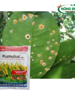 Kumulus 80WG có tác dụng tiếp xúc, thẩm thấu nhanh và lưu dẫn mạnh trong cây, giúp tiêu diệt nấm bệnh hiệu quả, đồng thời ngăn ngừa sự xâm nhập trở lại của chúng.