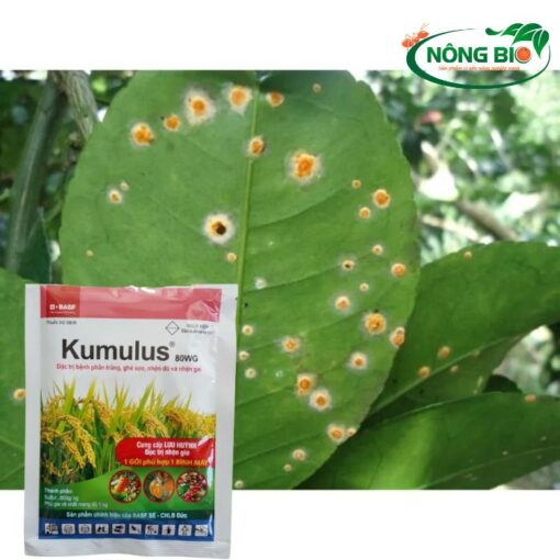 Kumulus 80WG có tác dụng tiếp xúc, thẩm thấu nhanh và lưu dẫn mạnh trong cây, giúp tiêu diệt nấm bệnh hiệu quả, đồng thời ngăn ngừa sự xâm nhập trở lại của chúng.